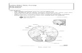 Catatan Dokter Muda Anatomy Otak