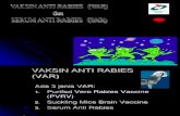 Vaksin Anti Rabies