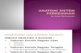Anatomi Sistem Perkemihan SG