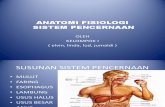 Anatomi Sistem Pencernaan Tugas