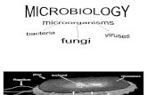 Ceu - Microbio 1 Lab