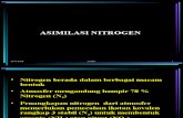 XIII-XIV Asimilasi Nitrogen