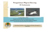 Pengelolaan Migrasi Burung Di Indonesia
