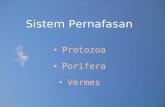 Sistem Pernafasan Protozoa dan Vermes