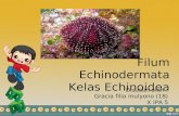 Ppt biologi filum echinodermata kelas echinoidea