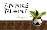 SNAKE PLANT (SANSEVERIA)