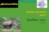 Badak sumatera