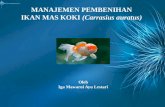 Manajemen pembenihan ikan mas koki (carrasius auratus)