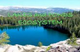 Lake ecosystem report   enoch bareng taclan