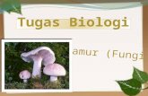 Biologi : Fungi