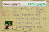 Phaeophyta & Chlorophyta
