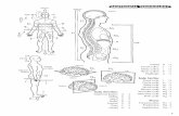 Atlas de anatomia para colorir