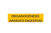 Organogénesis aparato digestivo