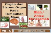 Organ dan sistem organ pada tumbuhan dan manusia