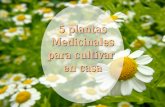 "5 plantas medicinales para cultivar en casa" por Alberto Senties