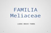 Familia meliaceae