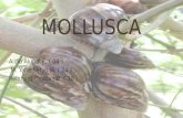 Mollusca kelas 1 SMA