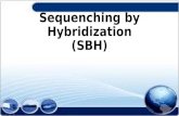 Sequenching by hybridization