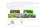 Reproduksi vegetatif pada tumbuhan