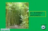 El bambu japones-33685