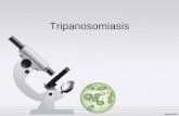 Trypanosoma para