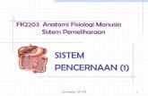 FK2203 Anatomi Fisiologi Manusia Sistem Pemeliharaan · PDF fileGigi sementara/susu –20 gigi, ... mahkota dan akar Mahkota : bag gigi di atas gingiva ... Mengatur kekuatan stimulus