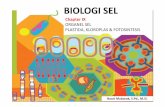 biologi_sel_chapter_9.pdf - TADRIS BIOLOGI IAIN JEMBERtadris-biologi-iainjember.weebly.com/uploads/8/7/3/5/87352766/... · CO2 dari atmosfer • Jg berperan dalam proses biosintesis
