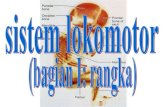 Tulang Rawan - Knowledge Sharing · PDF fileTulang Rawan Struktur Dasar, ... Struktur Mikroskopik Tulang Spongy bone memiliki trabeculae yang ramping yang mengandung lamela. Lamela