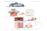 LKS-student - biologi-donbosco3biologi.ucoz.com/.../xi/LKS_sistempencernaan.pdf · Diagram skematik dari sistem pencemaan manusia ... Pencernaan kimia dalam sistem pencernaan manusia
