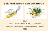 Sel: Prokariotik dan Eukariotik - Biomolekulerfbm111.weblog.esaunggul.ac.id/wp-content/uploads/sites/648/2016/09/... · terorganisasi sel jaringan organ Komposisi sel : sistem membran