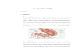 II. TINJAUAN PUSTAKA A. Lambung 1. Anatomi.digilib.unila.ac.id/2375/9/BAB II.pdf · Anatomi Lambung manusia ... yang telah dimulai dalam rongga mulut dengan menghasilkan enzim ...