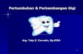 Pertumbuhan & Perkembangan Gigi - Website Staff UIstaff.ui.ac.id/system/files/users/taty.zubaidah/material/taty... · lengkung gigi berbentuk seperti tapal kuda (10 benih gigi susu)