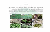 BAB IV HASIL DAN PEMBAHASAN 4.1 Tumbuhan yang …etheses.uin-malang.ac.id/1028/7/07620065 Bab 4.pdf · Berdasarkan tabel diatas, maka deskripsi dan klasifikasi tumbuhan yang ... Pepaya