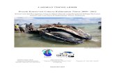 LAPORAN TEKNIS AKHIR Proyek Konservasi Cetacea …ykrasi.org/PDF/Laporan_Bontang-Kutim_2009-2012_indo-small.pdf · Kami berterimakasih kepada lingkungan dan tetangga dari Pak Ismail