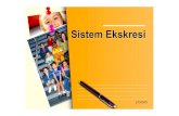 Sistem Ekskresi pt 5 -   · PDF file  Kegiatan Belajar Diskusi Diskusi • Menjaga kesehatan sistem ekskresi • Membuat brosur pola hidup sehat Kegiatan yang akan dilakukan
