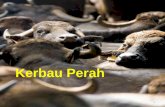 Kerbau Perah - DI-jou DOA MU-lak · PDF fileBentuk badan seperti sapi, tanduk panjang dan berat, di Sumba ... • Kerbanyakan jenis kerbau ... banyak diternakkan di Indonesia, khususnya