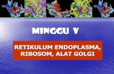 MINGGU V -   · PDF fileFUNGSI : 1.Transport protein 2.Sintesis karbohidrat 3.Penyusunan lipoprotein 4.Produksi Lisosom BAGIAN ALAT GOLGI: • Saccula (cisternae/diktiosom)