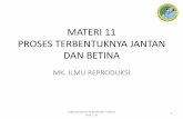 MATERI 11 PROSES TERBENTUKNYA JANTAN DAN …reproduksiternak.lecture.ub.ac.id/files/2013/09/MATERI-11-proses... · SUB POKOK BAHASAN •Faktor genetik (kromosom), gen SRY •Faktor
