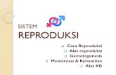 REPRODUKSI -    REPRODUKSI Cara Reproduksi Alat reproduksi Gametogenesis Menstruasi  Kehamilan Alat KB