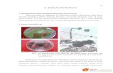 IV. HASIL DAN PEMBAHASAN A. Karakterisasi Jamur …repository.unib.ac.id/10352/1/IV,V,LAMP,III-14-yul-FP.pdf · 23 Hasil pengamatan daya hambat agensia uji terhadap patogen Fusarium