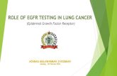 ROLE OF EGFR TESTING IN LUNG CANCER - …rsparurotinsulu.org/po-content/po-upload/Role of EGFR Testing in... · PENDAHULUAN Pada kasus kanker paru, tumorgenesis terkait dengan AKTIVASI