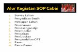 SOP Cabai Final - FEM – IPB Cabai Final.pdf · Lakukan penyiraman, penyiangan serta pengendalian OPT selama persemaian ... mengambil contoh untuk mengetahui jenis hama dan populasinya