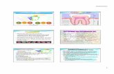 01/04/2012 · PDF fileBentuk anatomi gigi. 01/04/2012 3 Bentuk Fisik Makanan Lama Terekspos dengan gigi Komposisi Nutrien Urut-urutan dan kekerapan mengkonsumsi