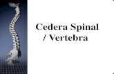 Cedera Spinal / Vertebra -  · PDF fileEvaluasi spinal diperberat oleh trauma otak ... Pertimbangkan kemungkinan syok neurogenik
