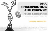 DNA FINGERPRINTING AND FORENSIC - · PDF file6/12/2014 · golongan darah. Akan tetapi golongan darahnya tidak sama ... • DNA fingerprinting depends on the probability of a match.
