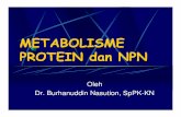 METABOLISME PROTEIN dan NPN.ppt [Read-Only]ocw.usu.ac.id/course/download/1110000095... · katabolisme protein dan asam-asam amino Dibentuk dihati melalui urea cycle. CO 2 NH 3 ...