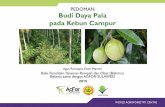 PEDOMAN Budi Daya Pala pada Kebun · PDF fileJika tanaman cengkeh bisa hidup dan berproduksi baik ... • Sebaiknya benih diambil dari buah yang terbelah di pohon. ... Simpan di tempat