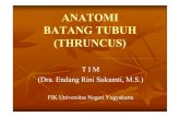 ANATOMI BATANG TUBUH (THRUNCUS) - staff.uny.ac.idstaff.uny.ac.id/sites/default/files/Anatomi-THRUNCUS.pdf · Incisura vertebralis inferior 8. Fovea costalis superior 9. Fovea costalis