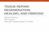 Tissue Repair: Regeneration, Healing, and Fibrosisikma11.weebly.com/uploads/1/2/0/7/12071055/tissue_repair_s1fkm... · mukosa rongga mulut, vagina, serviks ; ... yang didekatkan dengan