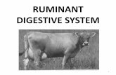 RUMINANT DIGESTIVE SYSTEM - · PDF filefermentasi terhadap usus halus memiliki implikasi penting ... protozoa, and fungi). • The rumen is a large fermentation vessel that can contain